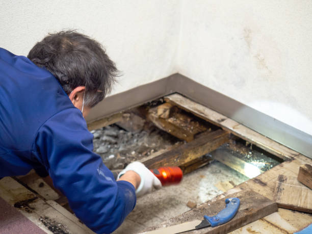 Best Certified Mold Removal  in Glen Ridge, NJ