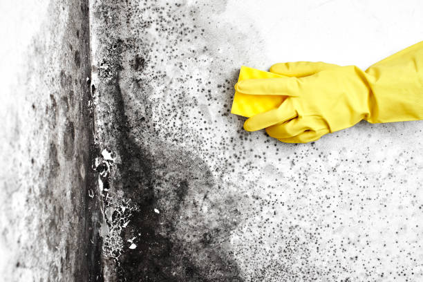 Best Residential Mold Removal  in Glen Ridge, NJ