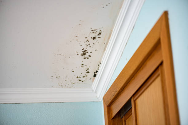Best Local Mold Removal Service  in Glen Ridge, NJ