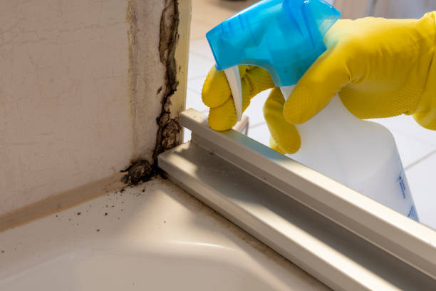 Best Mold Remediation  in Glen Ridge, NJ