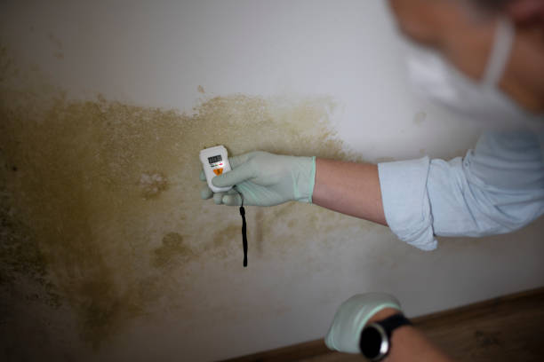 Best Toxic Mold Removal  in Glen Ridge, NJ