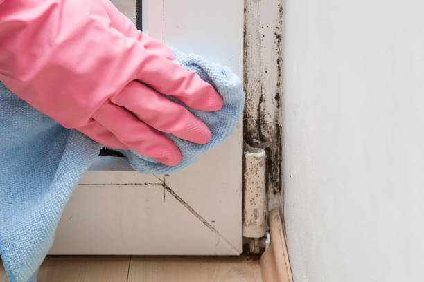 Best Affordable Mold Removal  in Glen Ridge, NJ