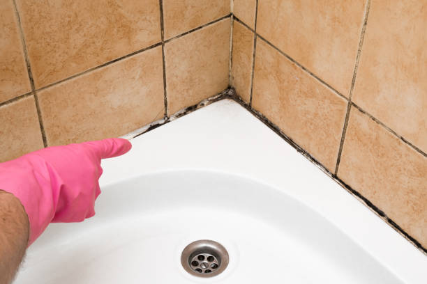 Best Black Mold Removal  in Glen Ridge, NJ