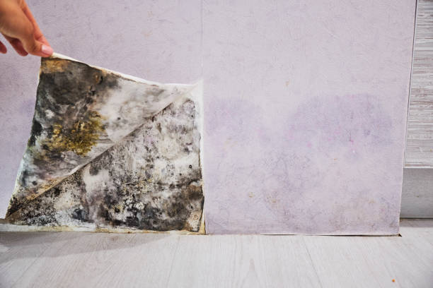 Best Fast Mold Removal  in Glen Ridge, NJ